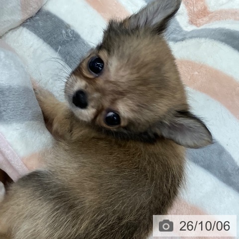 岐阜県のチワワ(ロング) (ペットプラス 各務原店/2026年8月6日生まれ/女の子/レッド)の子犬の4枚目の画像