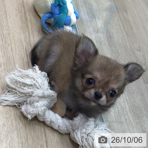 岐阜県のチワワ(ロング) (ペットプラス 各務原店/2026年8月6日生まれ/女の子/レッド)の子犬の3枚目の画像