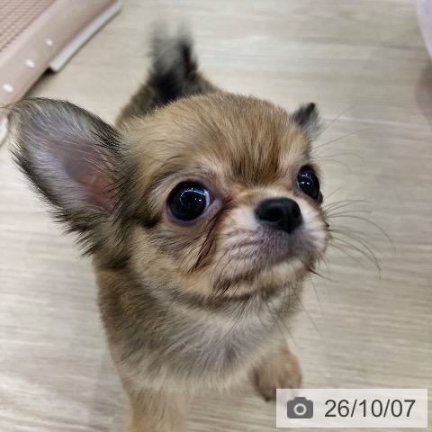 チワワの写真