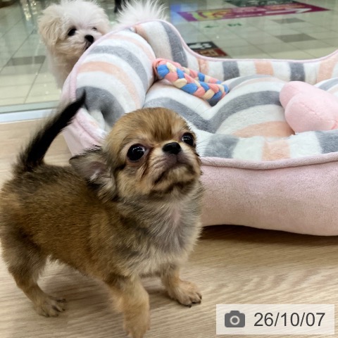 チワワの写真