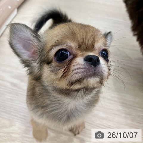 チワワの写真