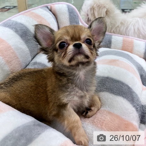 チワワの写真