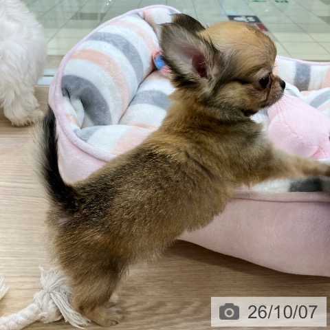 チワワの写真