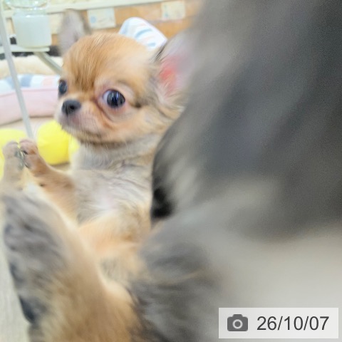 チワワの写真