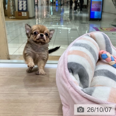 チワワの写真