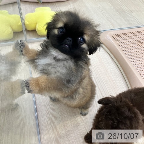 ペキニーズの写真