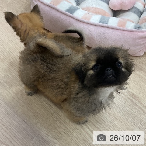 ペキニーズの写真