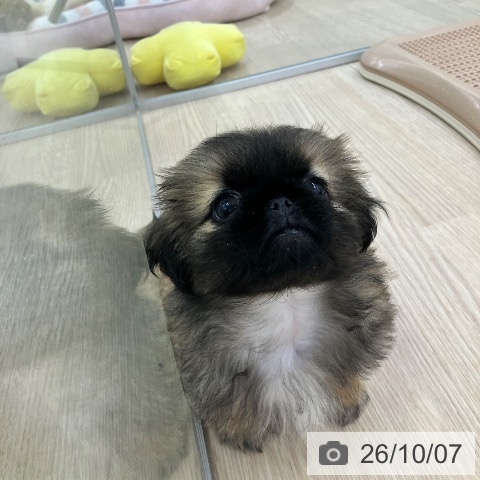 ペキニーズの写真
