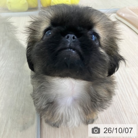 ペキニーズの写真