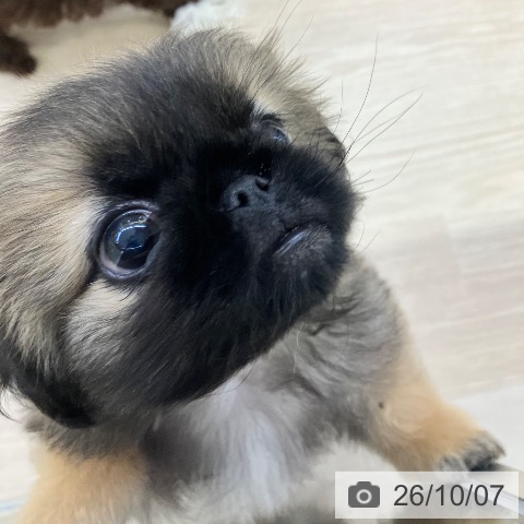 ペキニーズの写真