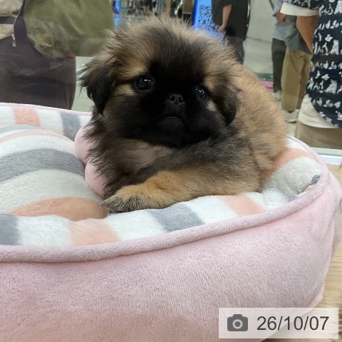 ペキニーズの写真