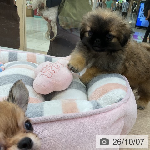 ペキニーズの写真