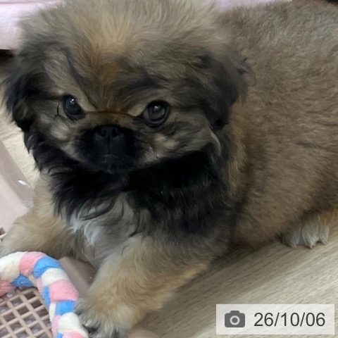岐阜県のペキニーズ (ペットプラス 各務原店/2026年8月6日生まれ/男の子/レッド)の子犬の4枚目の画像