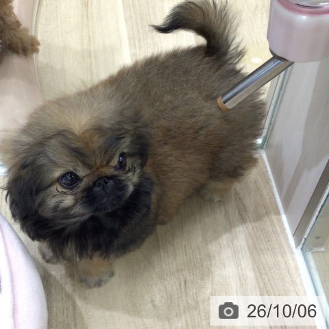 岐阜県のペキニーズ (ペットプラス 各務原店/2026年8月6日生まれ/男の子/レッド)の子犬の3枚目の画像