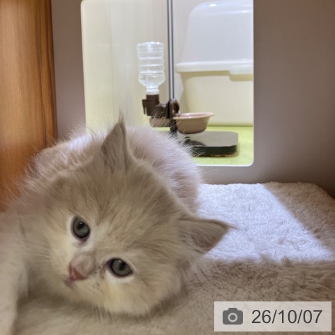 富山県のラガマフィン (ペットプラス 高岡店/2026年8月3日生まれ/男の子/クリームタビーホワイト)の子猫の4枚目の画像