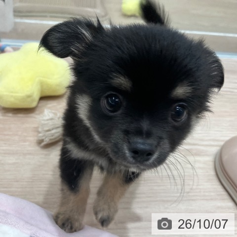 石川県のチワワ(ロング) (ペットプラス 白山店/2026年8月6日生まれ/男の子/ブラックタン)の子犬の3枚目の画像