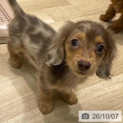 ミニチュア・ダックスフンドの写真