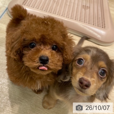 ミニチュア・ダックスフンドの写真