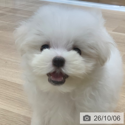 マルチーズの写真