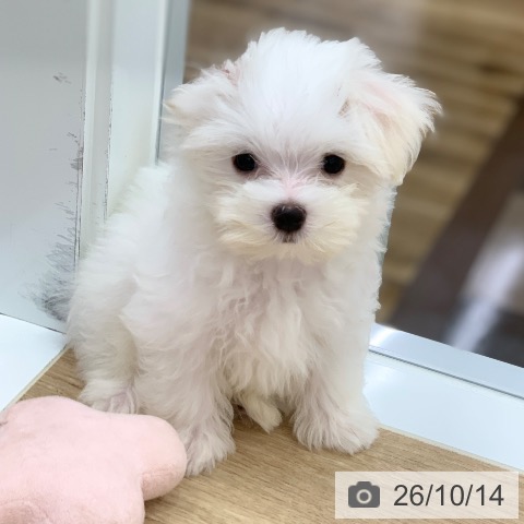 岐阜県のマルチーズ (ペットプラス 光ケ丘店/2026年8月6日生まれ/男の子/ホワイト)の子犬の4枚目の画像