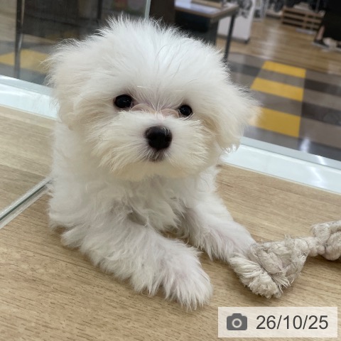 岐阜県のマルチーズ (ペットプラス 光ケ丘店/2026年8月6日生まれ/男の子/ホワイト)の子犬の4枚目の画像