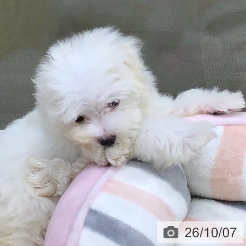 三重県のマルチーズ (ペットプラス 津南店/2026年8月6日生まれ/男の子/ホワイト)の子犬の4枚目の画像