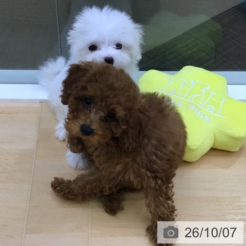 三重県のマルチーズ (ペットプラス 津南店/2026年8月6日生まれ/男の子/ホワイト)の子犬の3枚目の画像