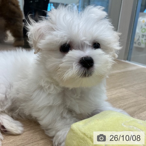 愛知県のマルチーズ (ペットプラス 熱田店/2026年8月6日生まれ/女の子/ホワイト)の子犬の4枚目の画像