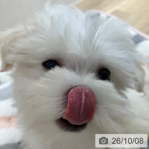愛知県のマルチーズ (ペットプラス 熱田店/2026年8月6日生まれ/女の子/ホワイト)の子犬の3枚目の画像