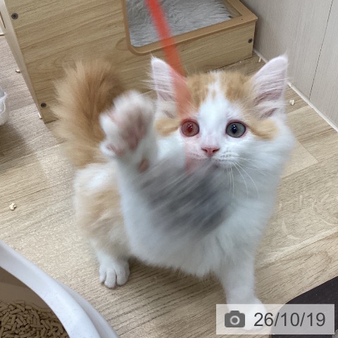 愛知県のラガマフィン (ペットプラス みなと店/2026年8月2日生まれ/女の子/レッドタビーホワイト)の子猫の4枚目の画像