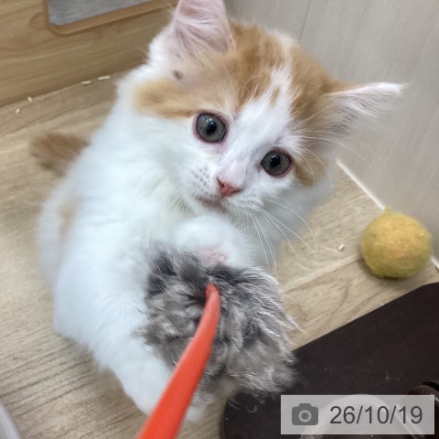 愛知県のラガマフィン (ペットプラス みなと店/2026年8月2日生まれ/女の子/レッドタビーホワイト)の子猫の3枚目の画像