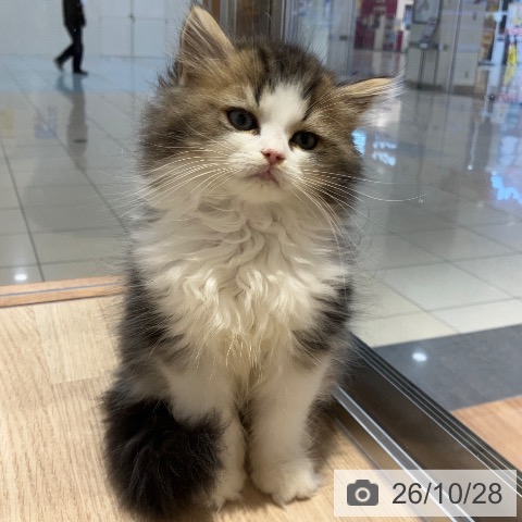 ラガマフィンの写真