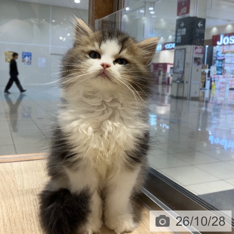 ラガマフィンの写真