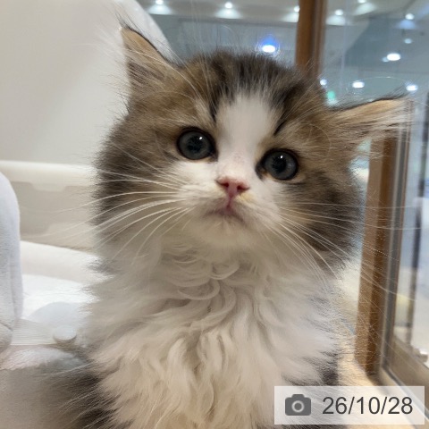 岐阜県のラガマフィン (ペットプラス 各務原店/2026年8月2日生まれ/男の子/ブラウンタビーホワイト)の子猫の4枚目の画像
