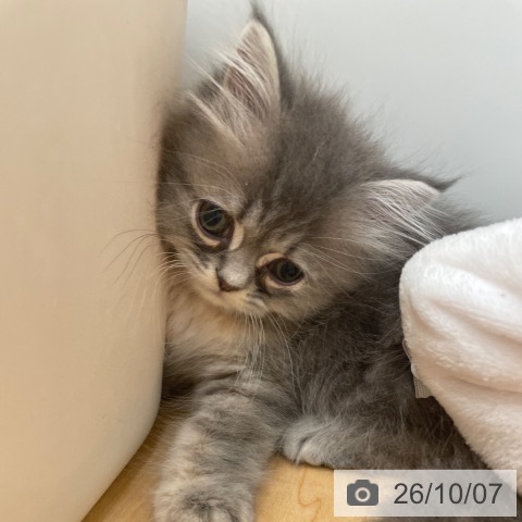 ラガマフィンの写真