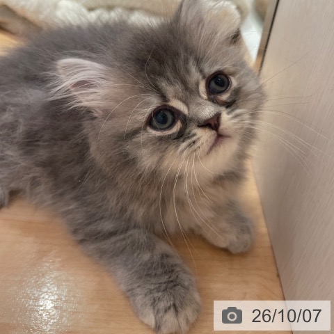 ラガマフィンの写真