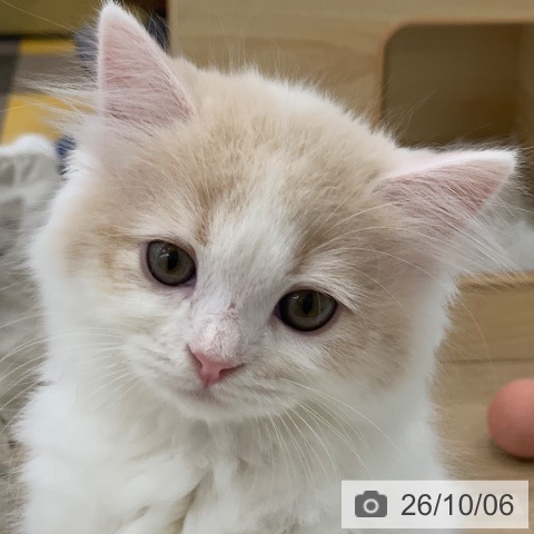 ラガマフィンの写真