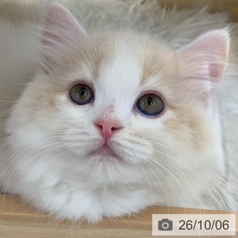 ラガマフィンの写真
