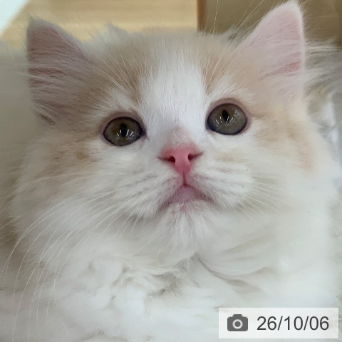 ラガマフィンの写真