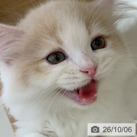 ラガマフィンの写真