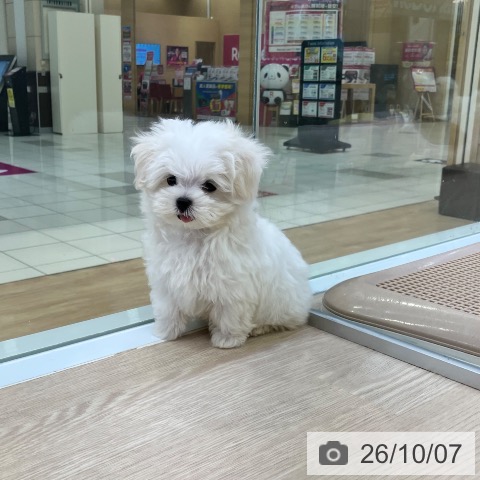 マルチーズの写真