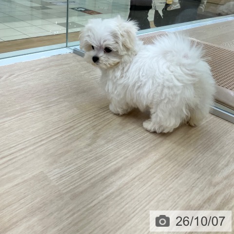 マルチーズの写真