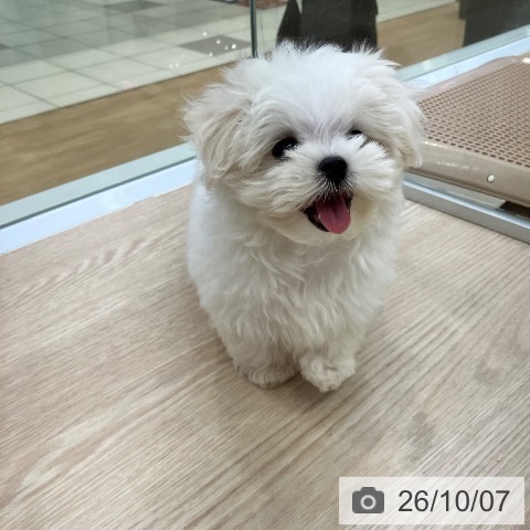 マルチーズの写真