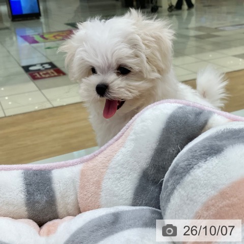 マルチーズの写真