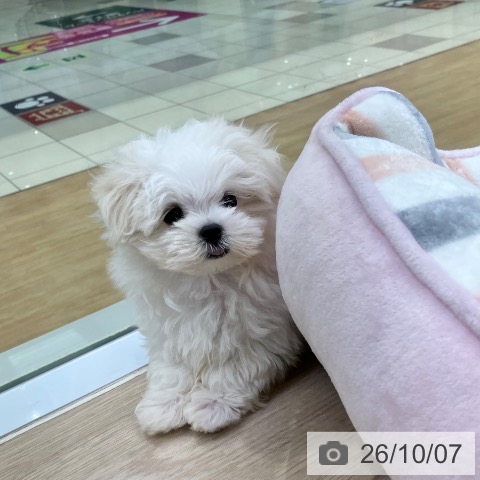 マルチーズの写真