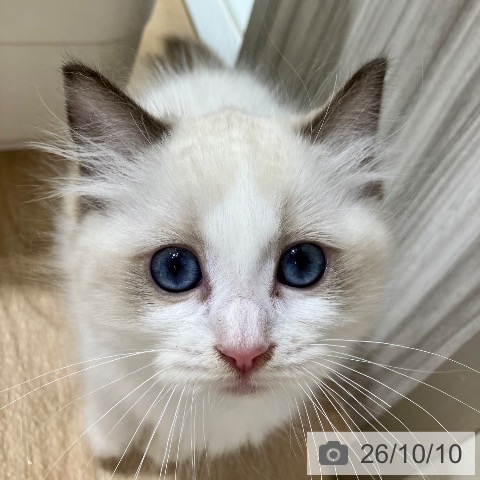 ラグドールの写真