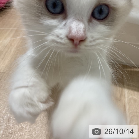 ラグドールの写真