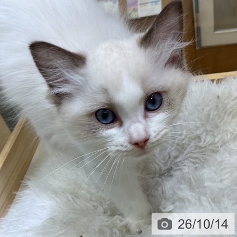 ラグドールの写真
