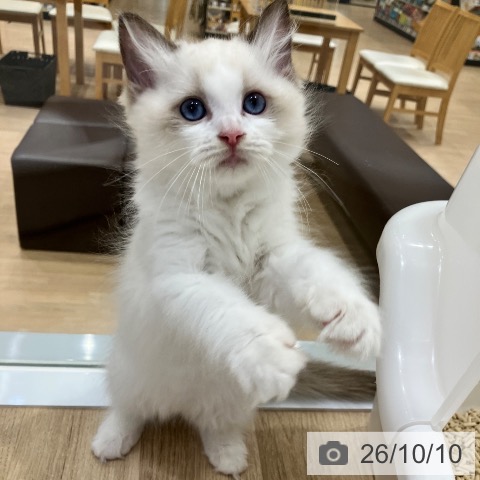 ラグドールの写真
