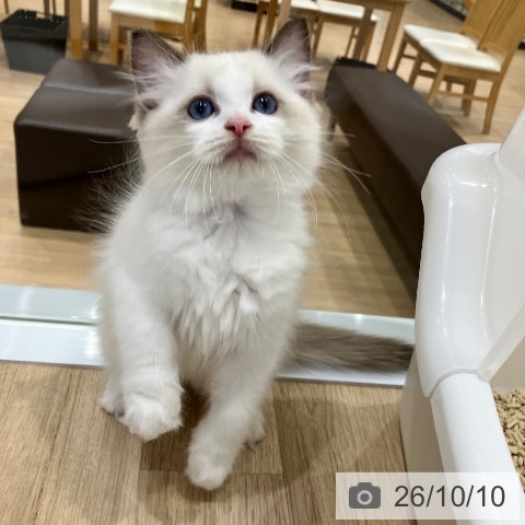 ラグドールの写真